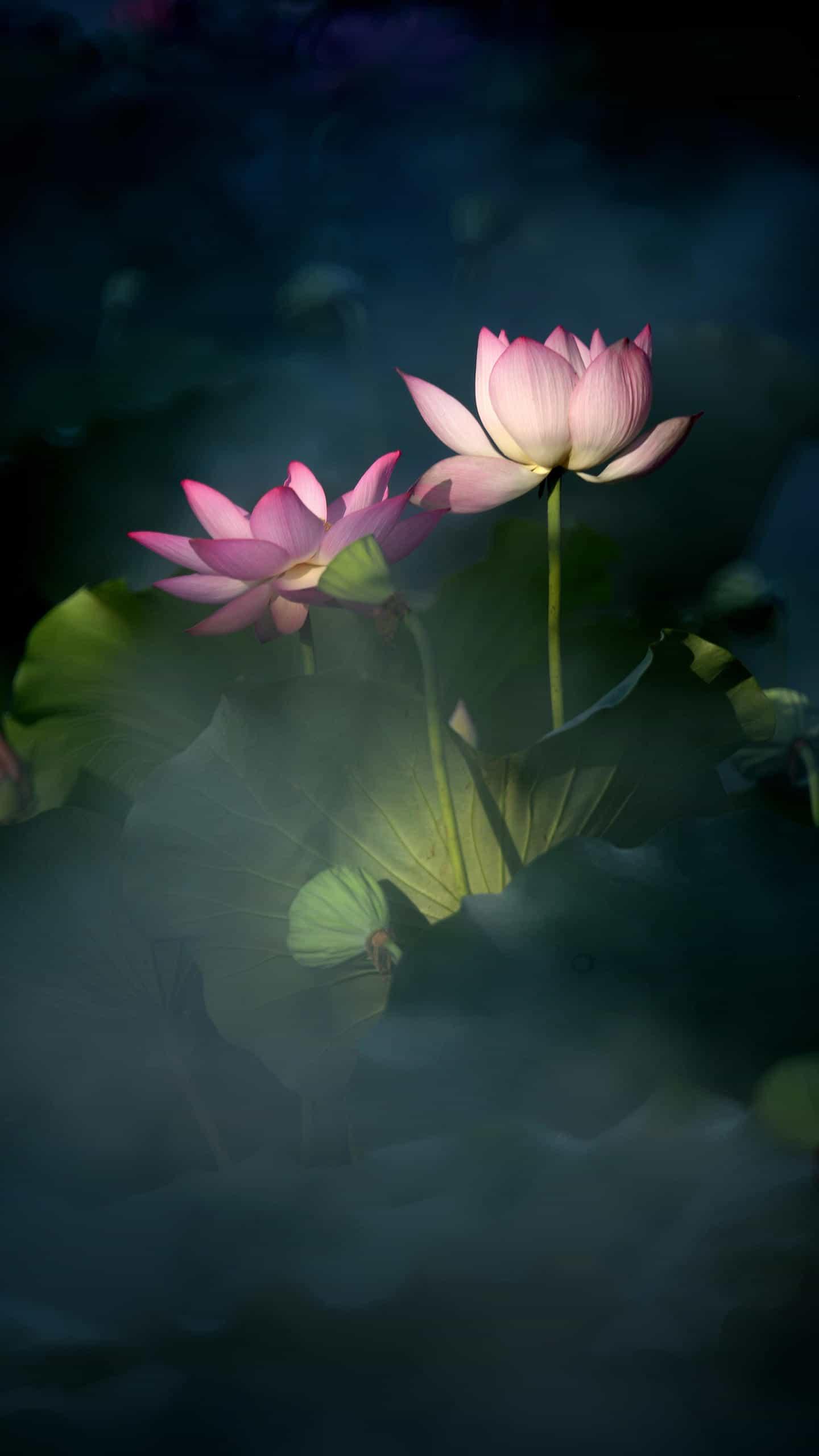 webwxgetmsgimg (3).jpg