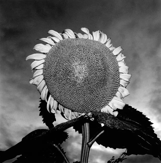 1595367765826726.jpg webwxgetmsgimg (9).jpg