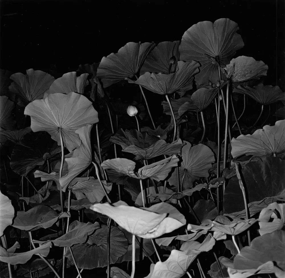 1595367979135524.jpg webwxgetmsgimg (20).jpg